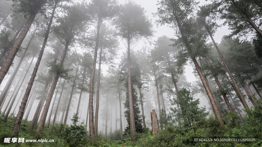 雾中森林静谧自然之景