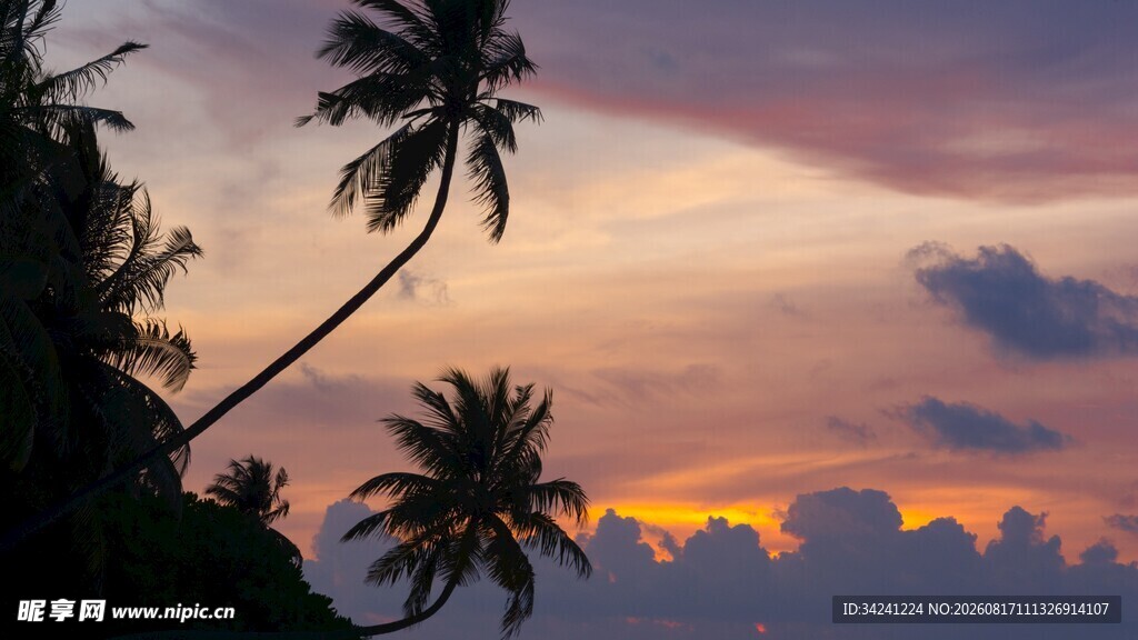 夕阳下的椰树美景