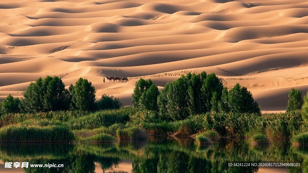 沙漠绿洲美景