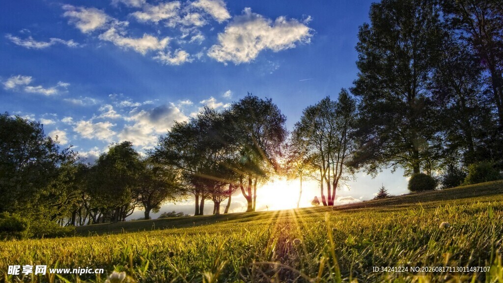 夕阳下的草地与树木美景