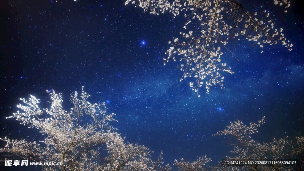 夜空下的树影与闪烁繁星