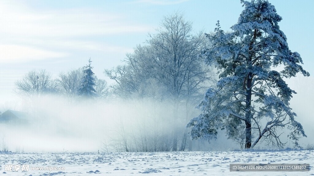 冬日雪林雾景