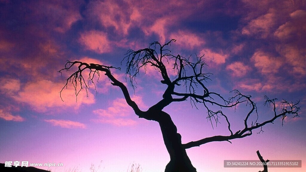 夕阳下的枯树剪影