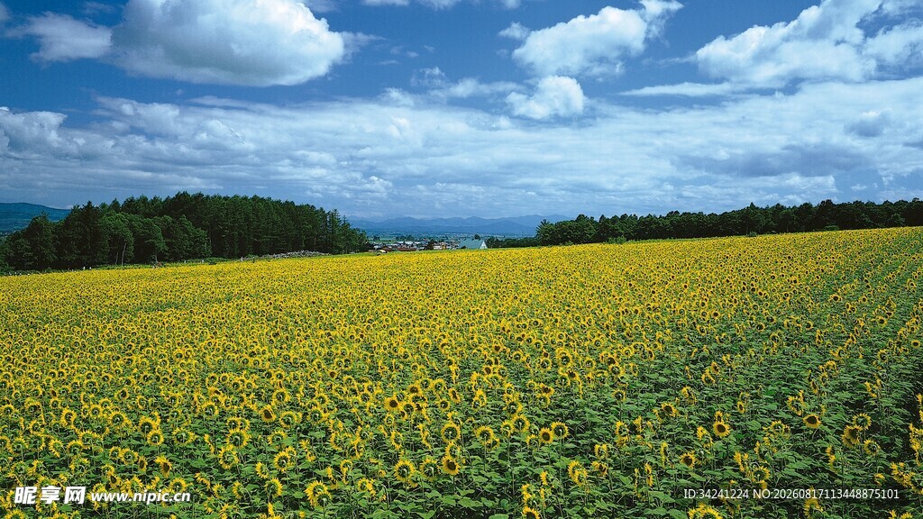 金黄田野与蓝天白云美景