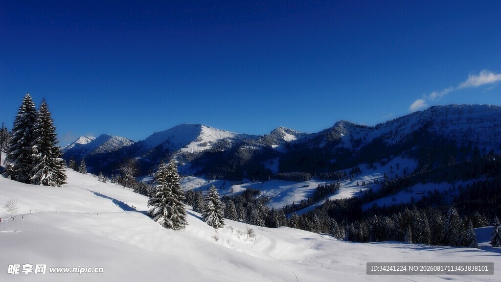 雪山松林美景