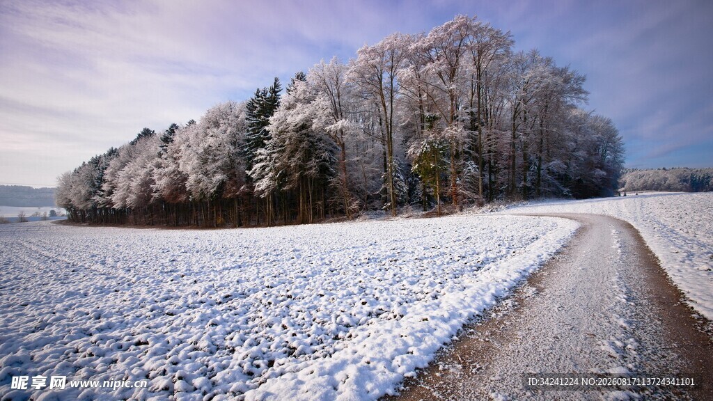 冬日雪覆树林的静谧小路