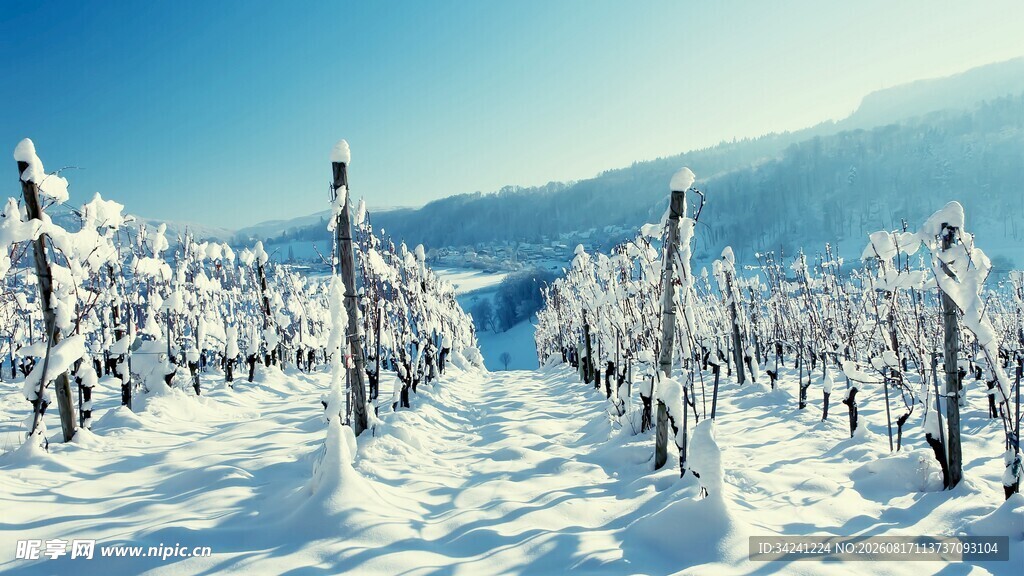 冬日雪覆葡萄园美景