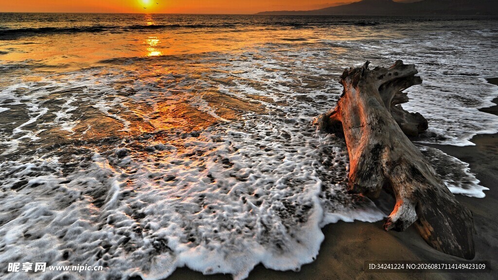 夕阳下海浪拍击岸边枯木