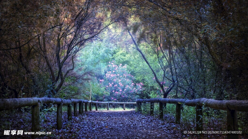 林间木栈道静谧自然景