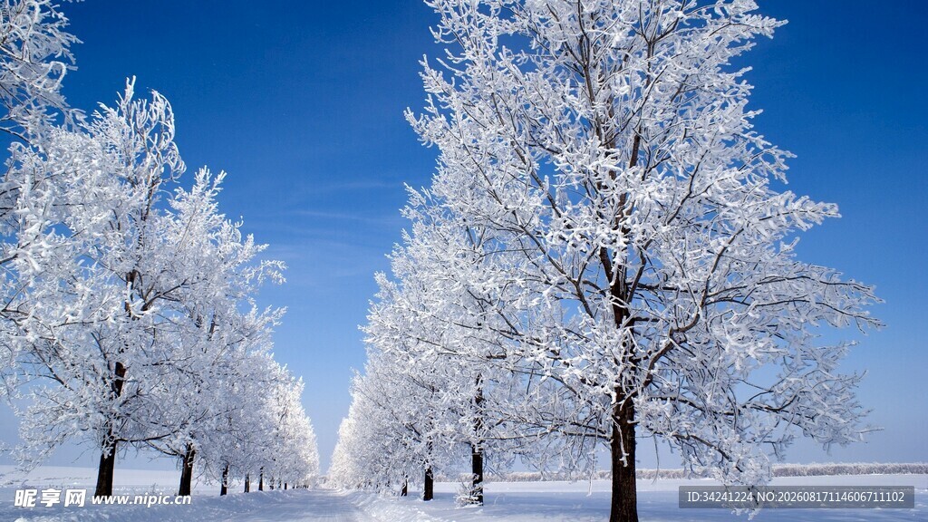 冬日雪覆树林美景