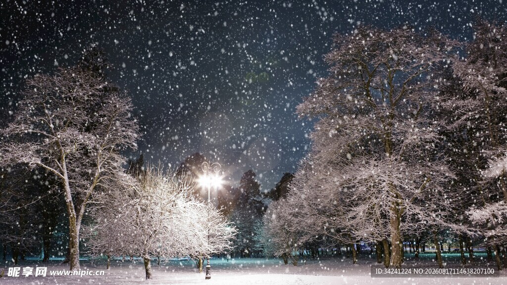 雪夜星空下的静谧树林