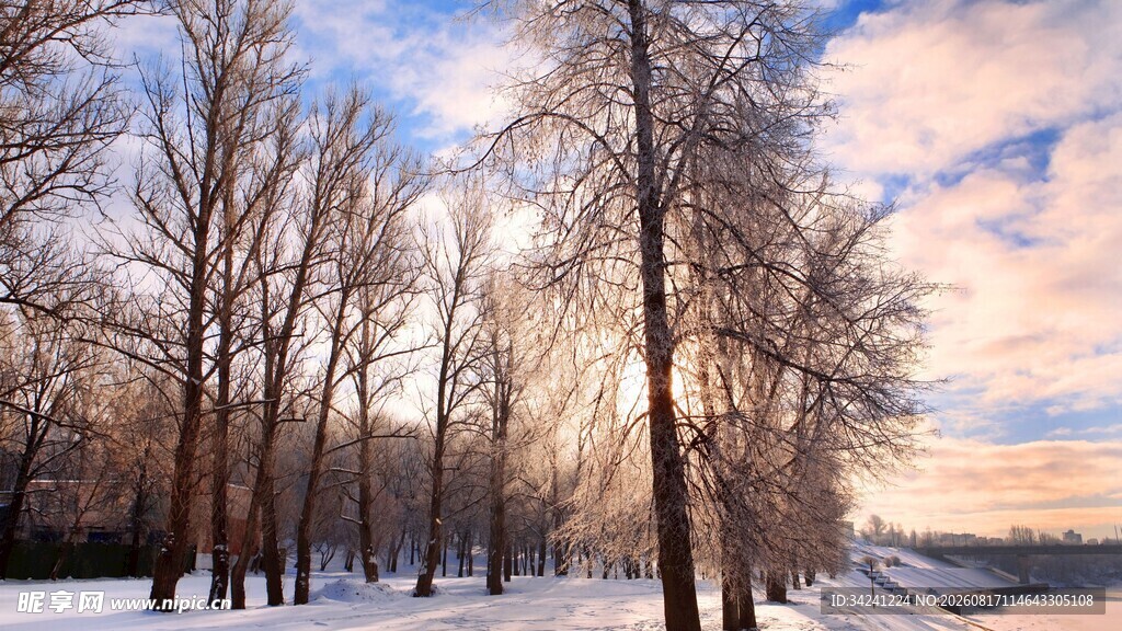 冬日雪林的绝美黄昏景色