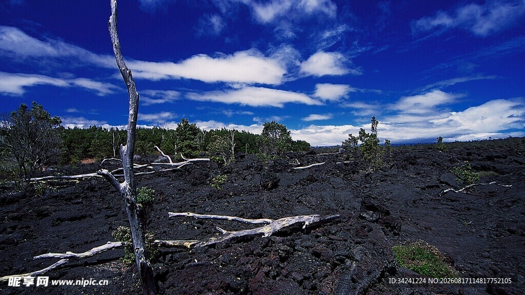 火山地貌中的枯树与蓝天
