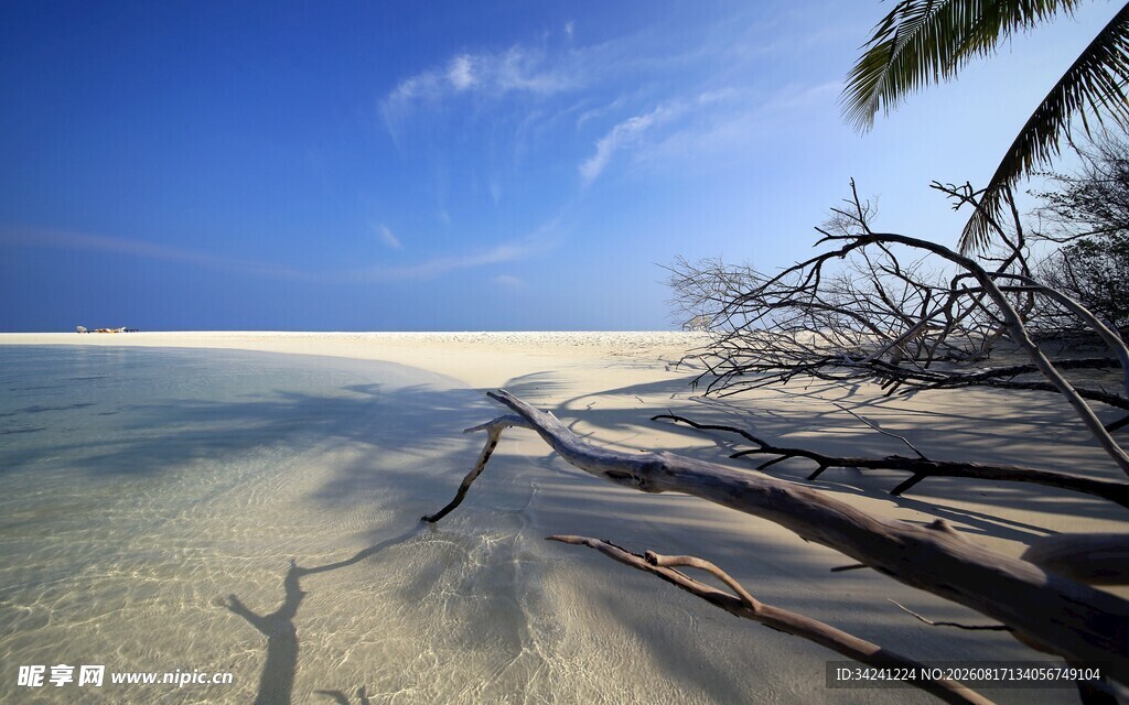 海滩枯木与蓝天美景