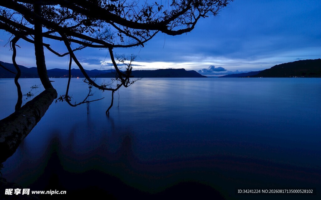 静谧湖畔的枯树夜景