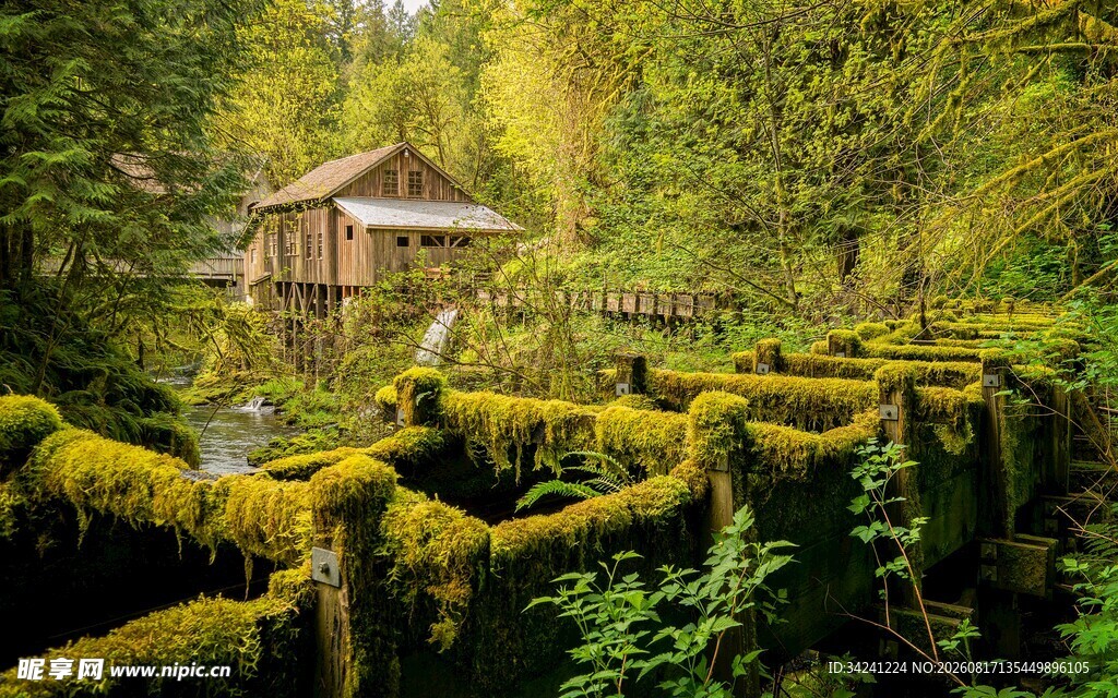 森林中覆满青苔的静谧小屋