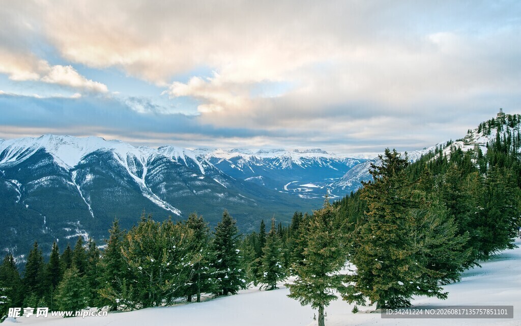雪山松林美景
