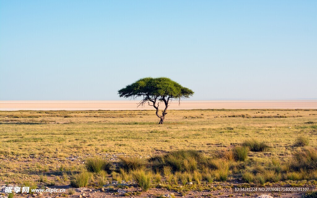 草原孤树广袤天地之景