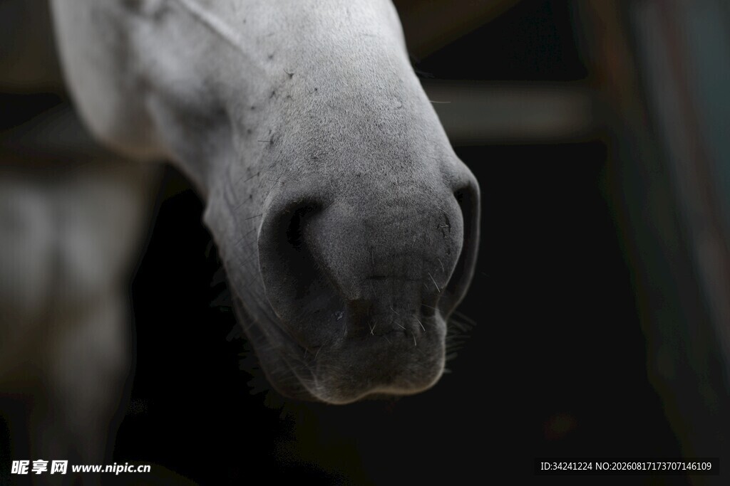 优雅白马近景特写