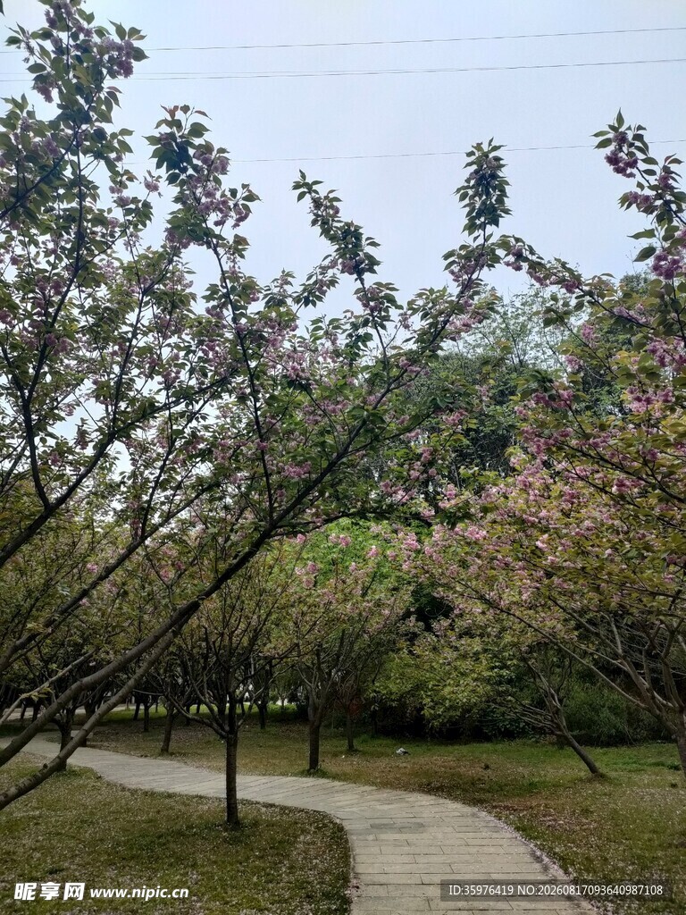春日林间小径 繁花相伴