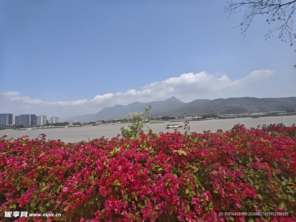 湖畔红花绽放美景