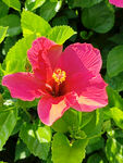 朱槿花