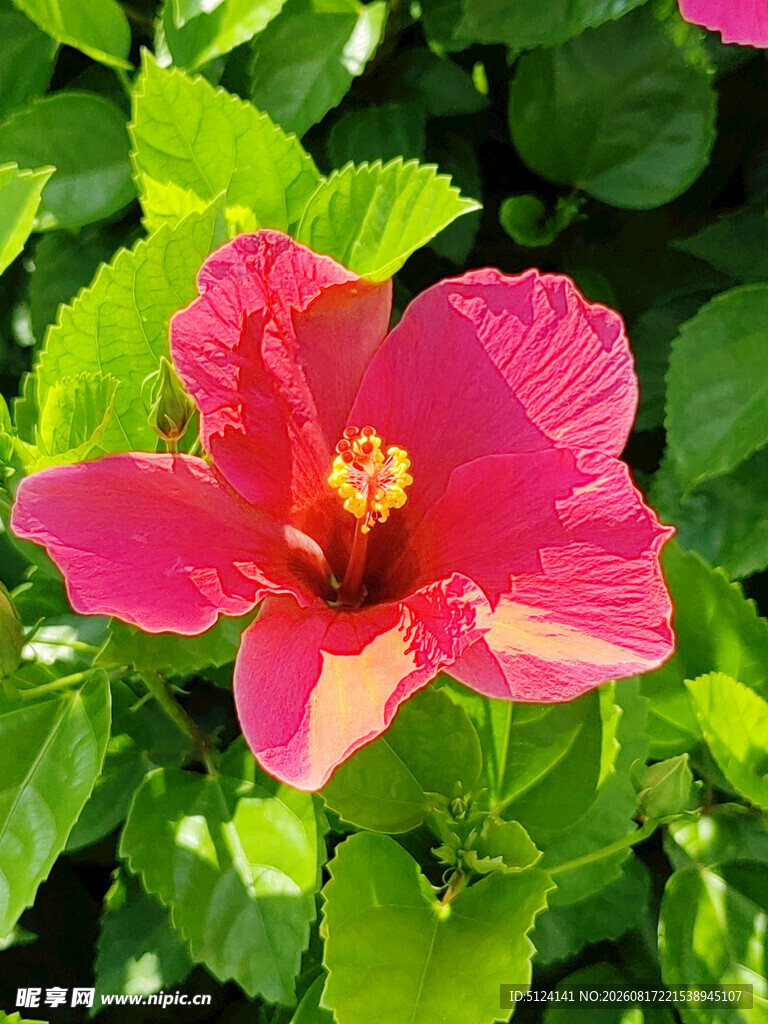 朱槿花