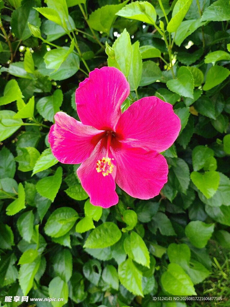 朱槿花