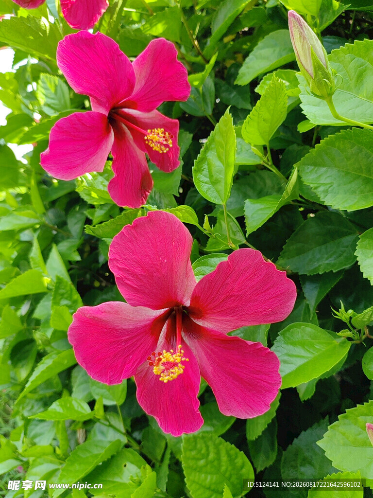 朱槿花