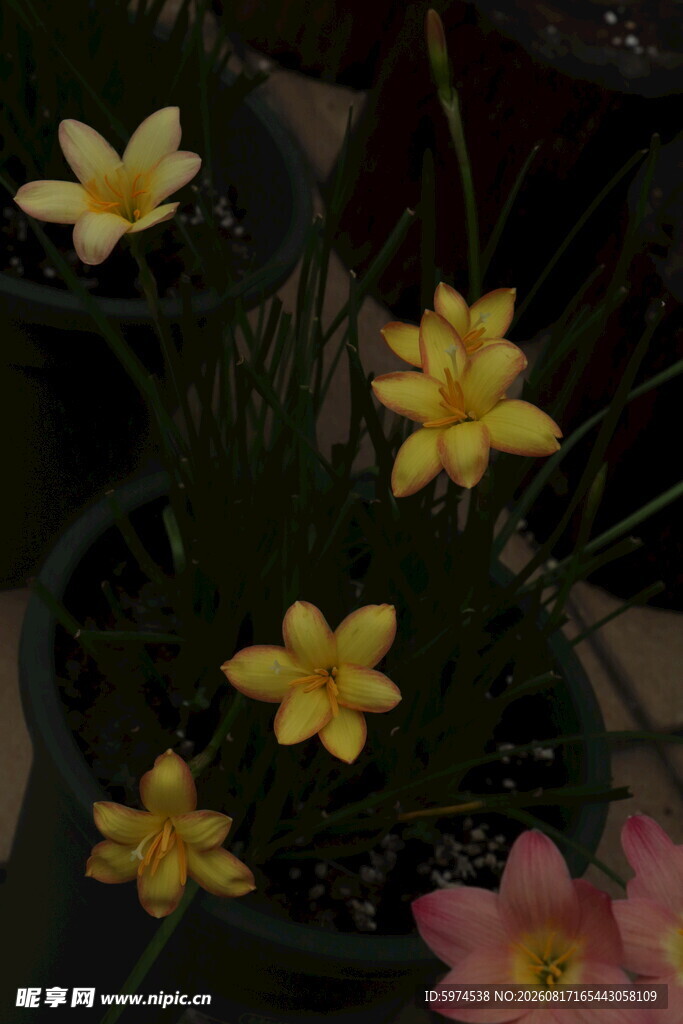 风雨兰 盆栽中的黄粉小花