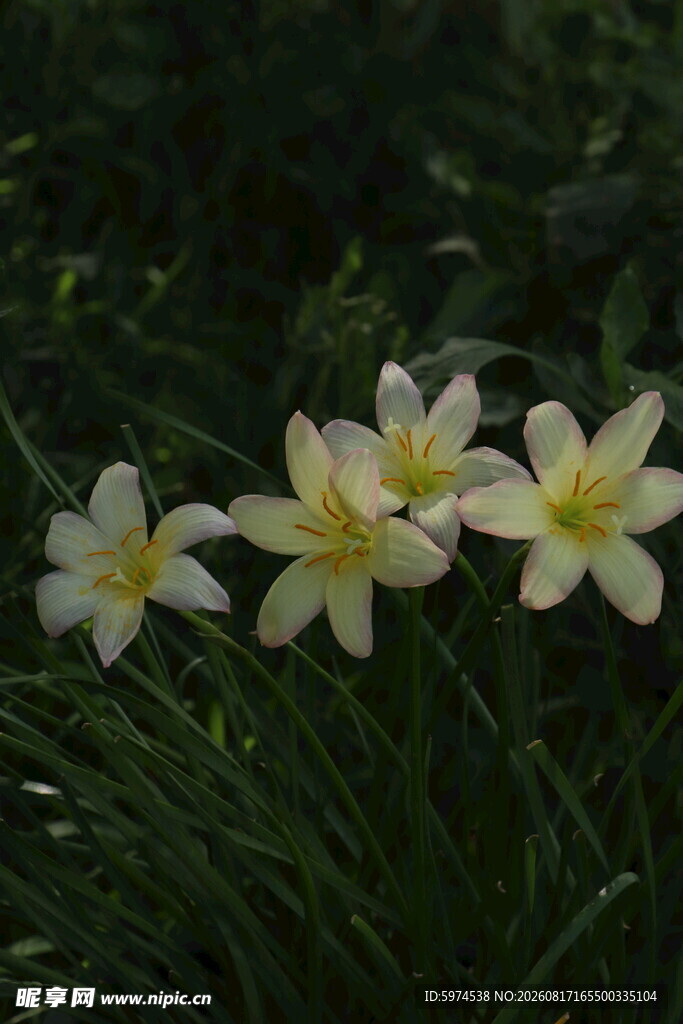 风雨兰 清新素雅的白色花朵绽放