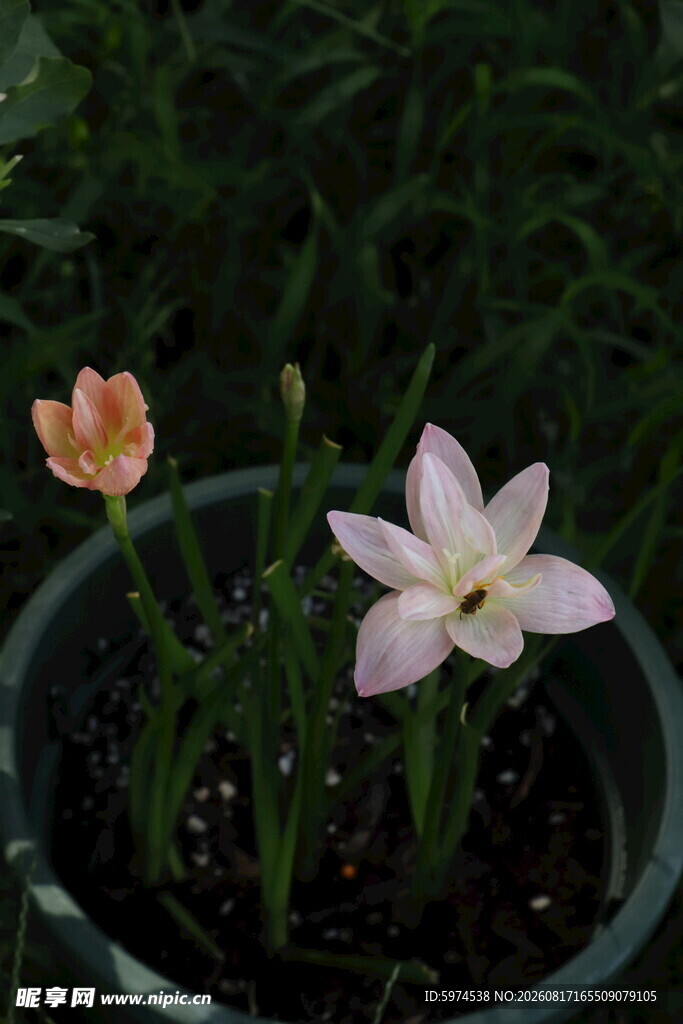 盆栽中的两朵娇艳小花 风雨兰