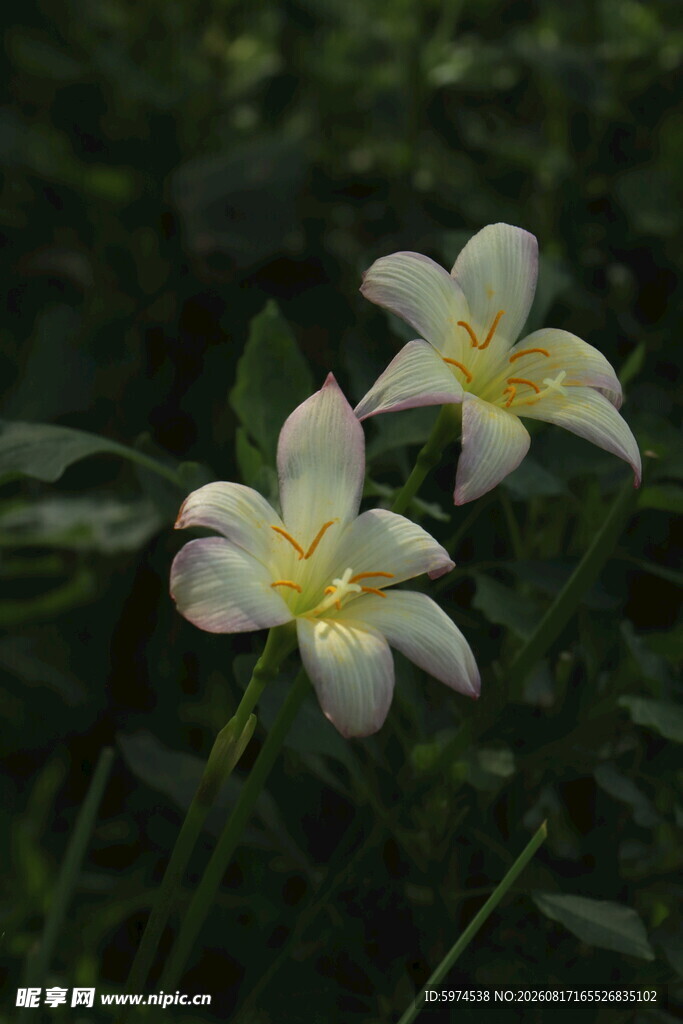 风雨兰 国王素雅绽放的白色小花