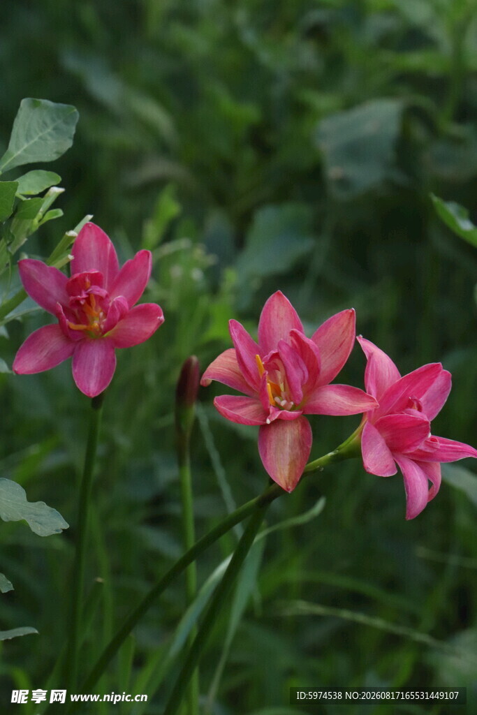 风雨兰鲁浩宁娇艳粉色花朵绽放