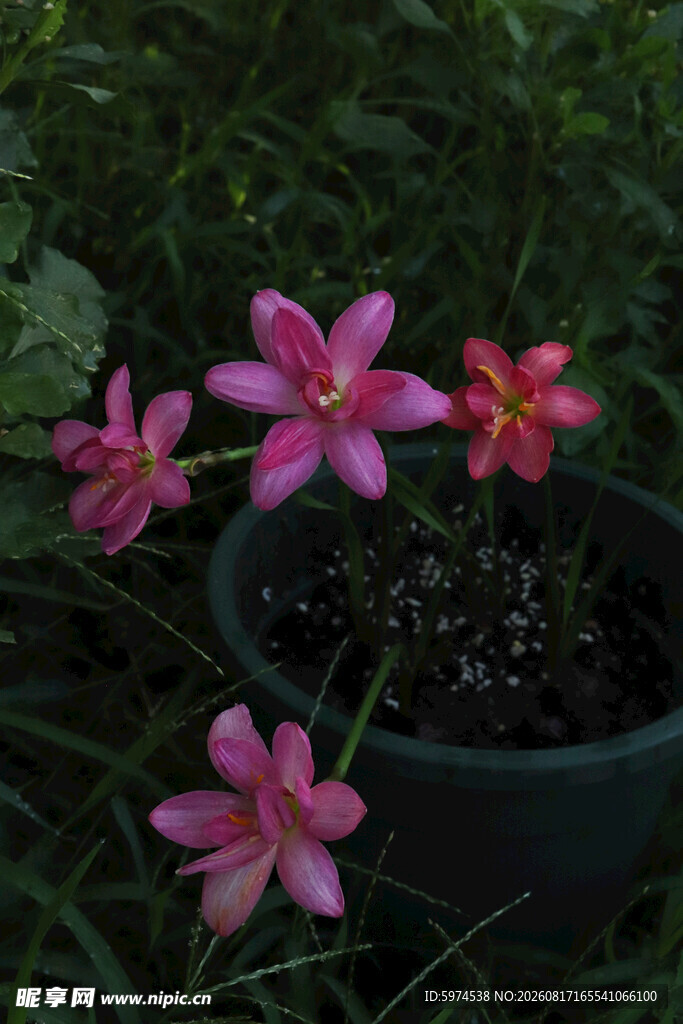 风雨兰 花盆中的娇艳粉色小花