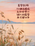 夕阳下的诗意芦苇与文字