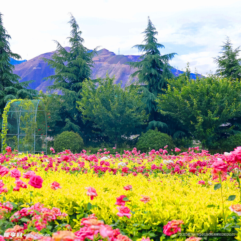 绚丽花海与葱郁山林景观