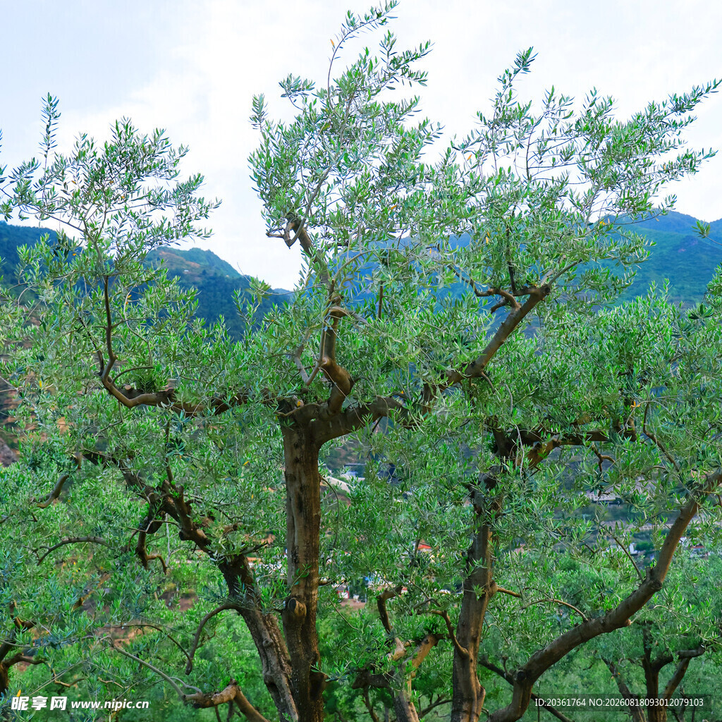 山间苍松