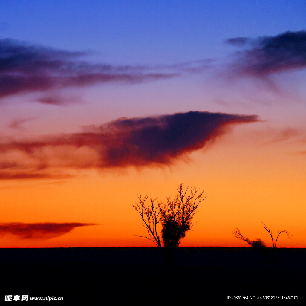 夕阳下的枯树剪影