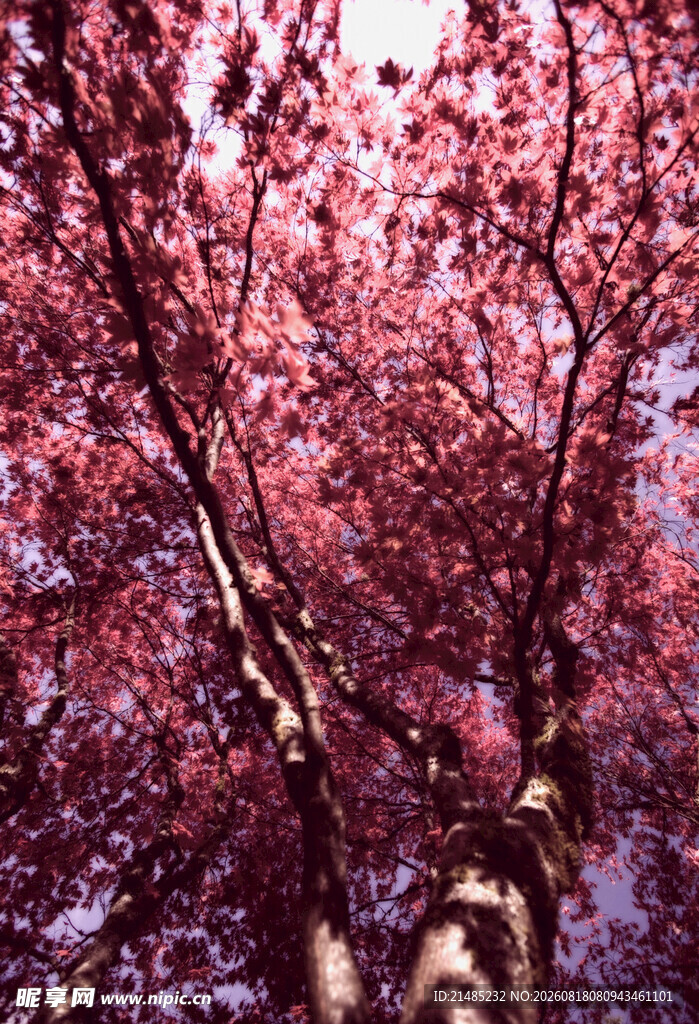烂漫樱花树景