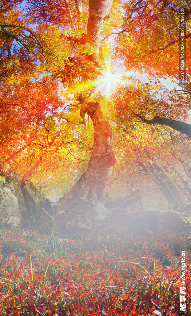 秋日梦幻森林美景