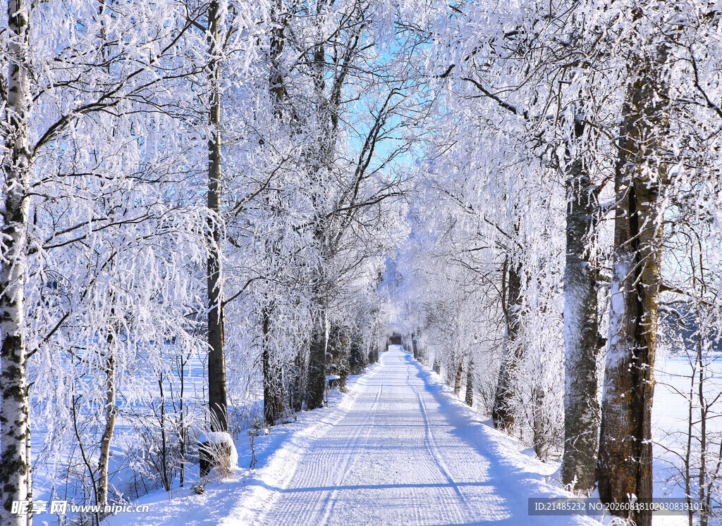 冬日雪林小道美景