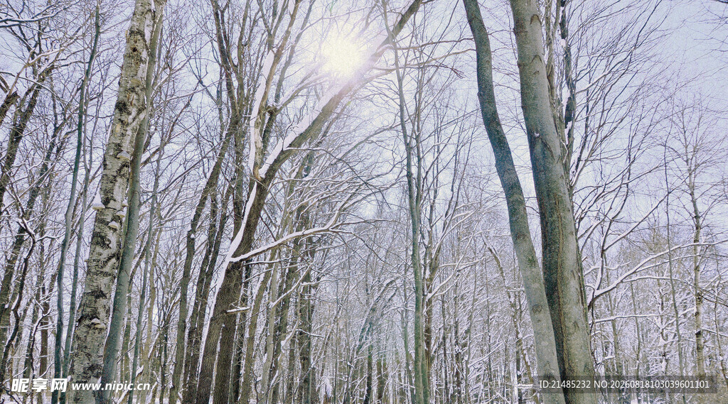 冬日雪覆树林美景