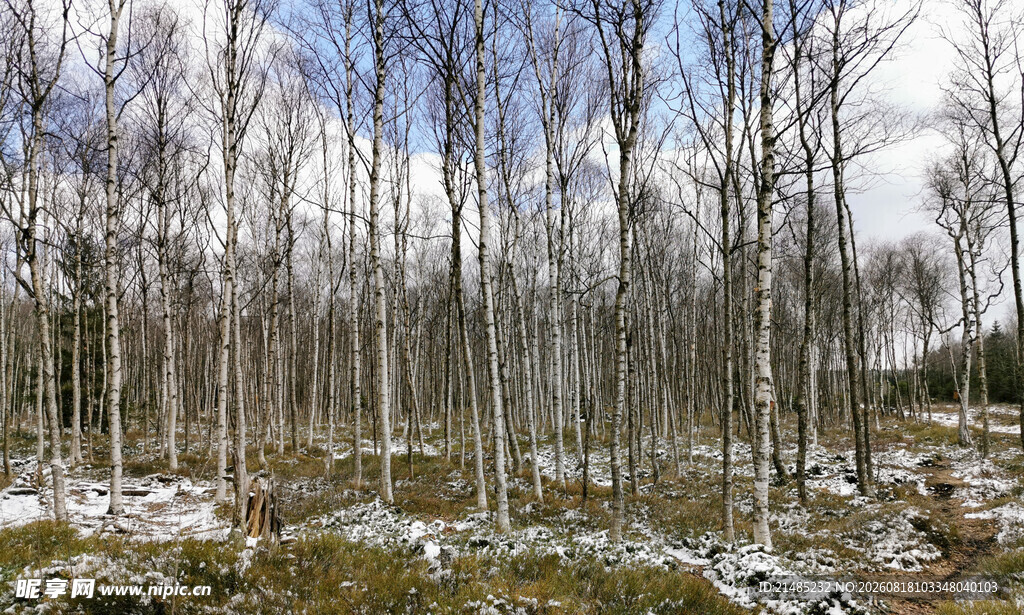 冬日白桦林雪景