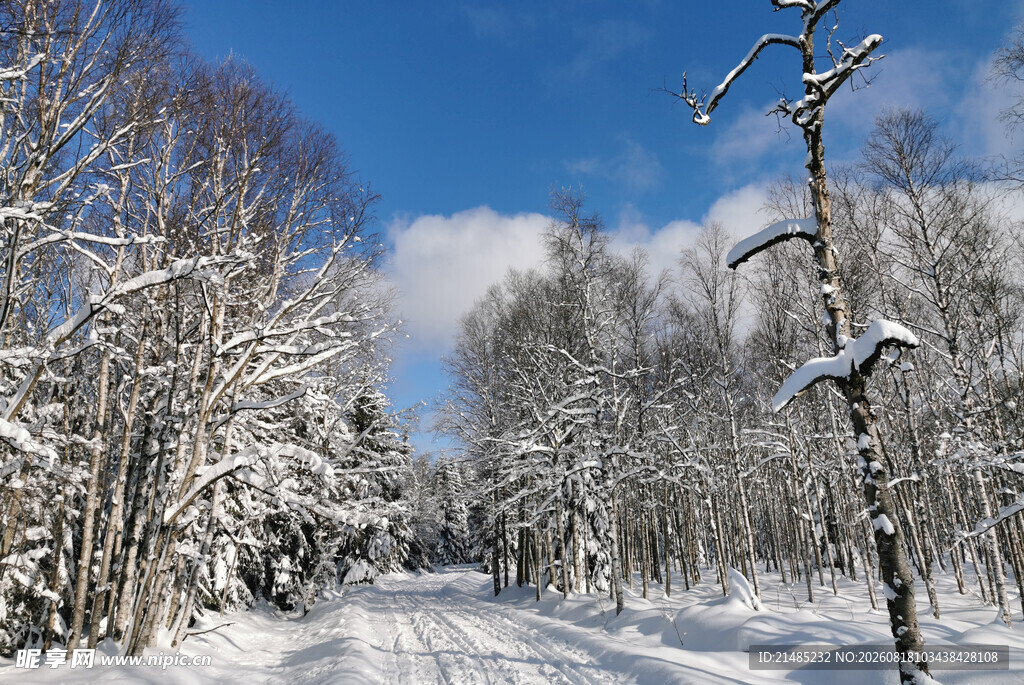 冬日雪林美景