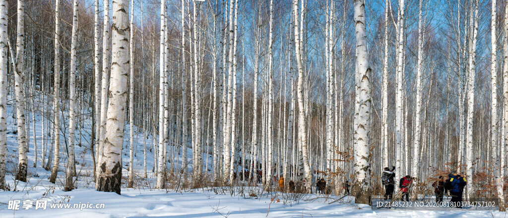 冬日白桦林雪景