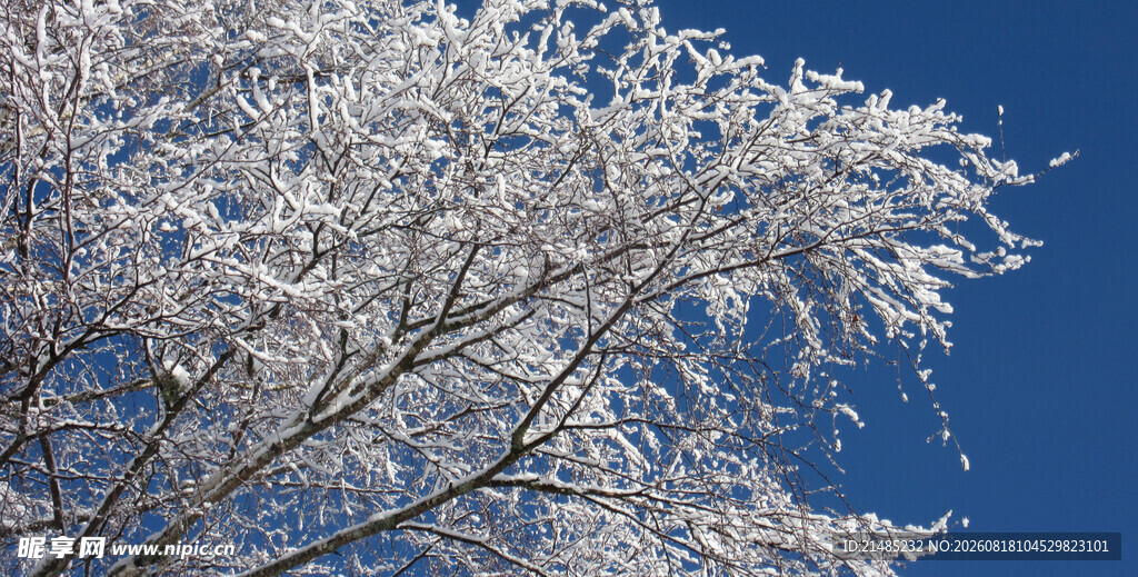枝头覆雪