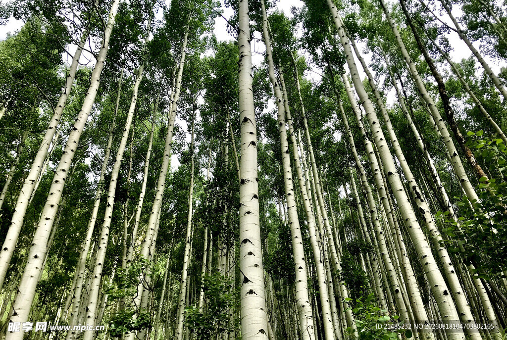 挺拔竹林