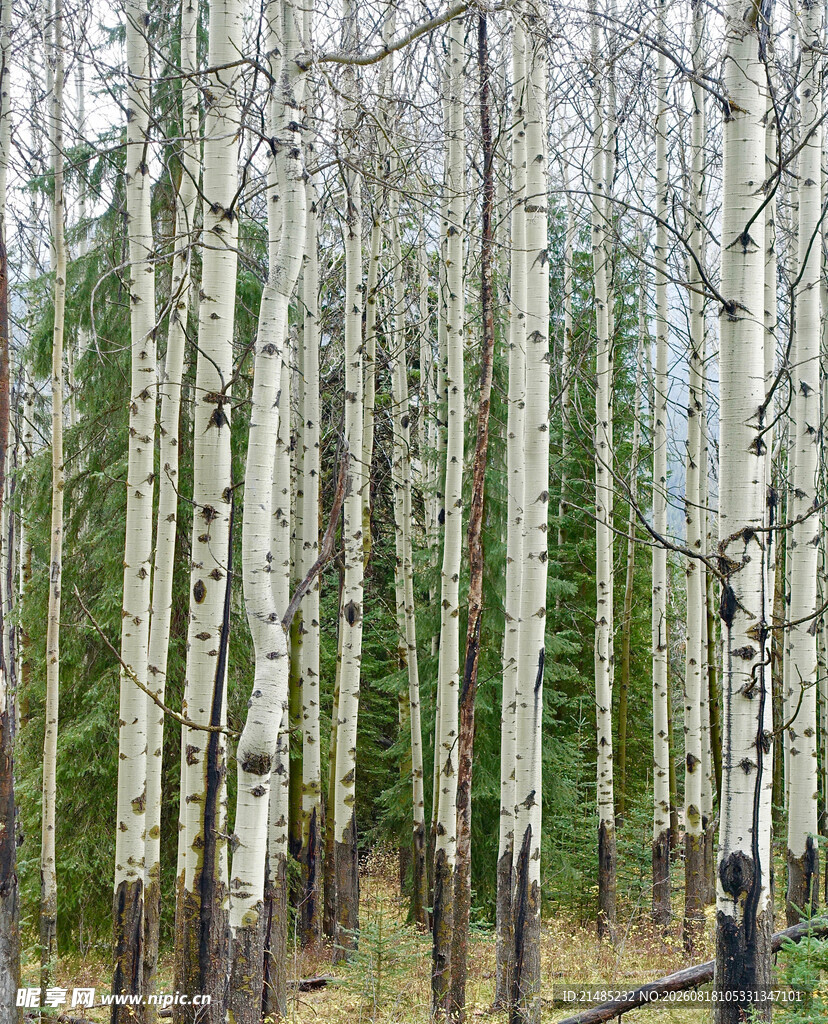 白桦林风景