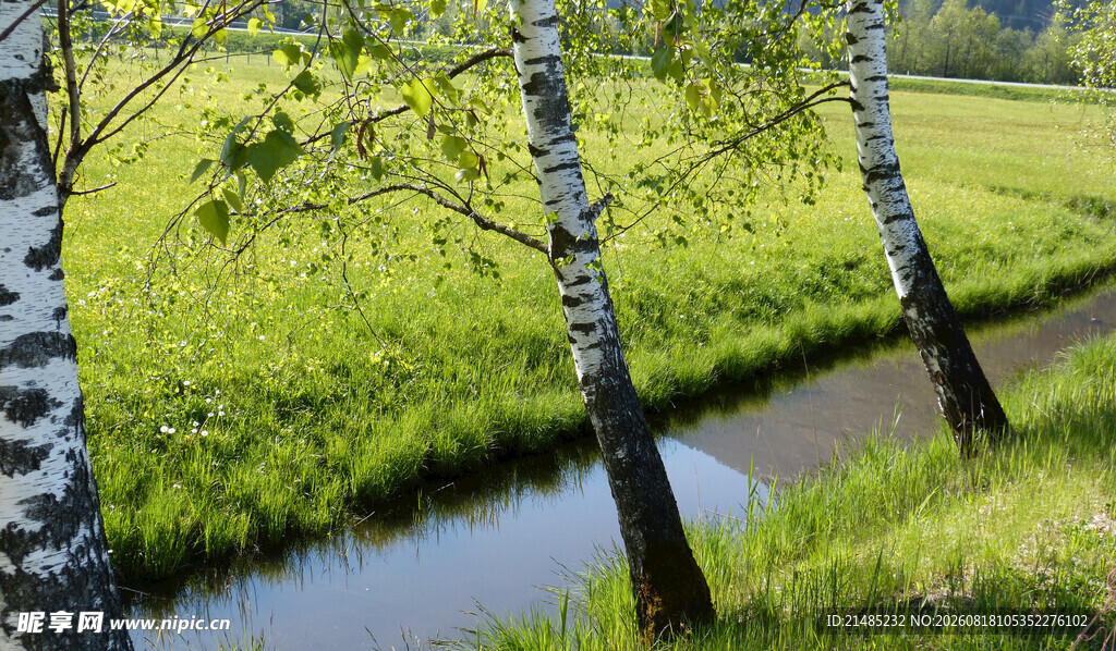 河畔白桦林